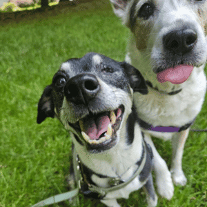 two dogs in Durham, NC Bull City Pet Care