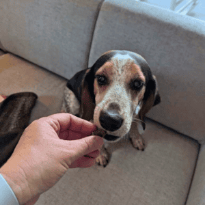 dog eating treat in Durham, NC