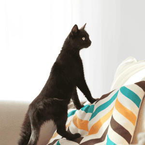 cat on couch in a Durham, NC home Celebrating July 4th in Durham While Keeping Pets Safe