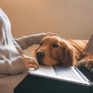 dog resting muzzle on owner's computer laptop