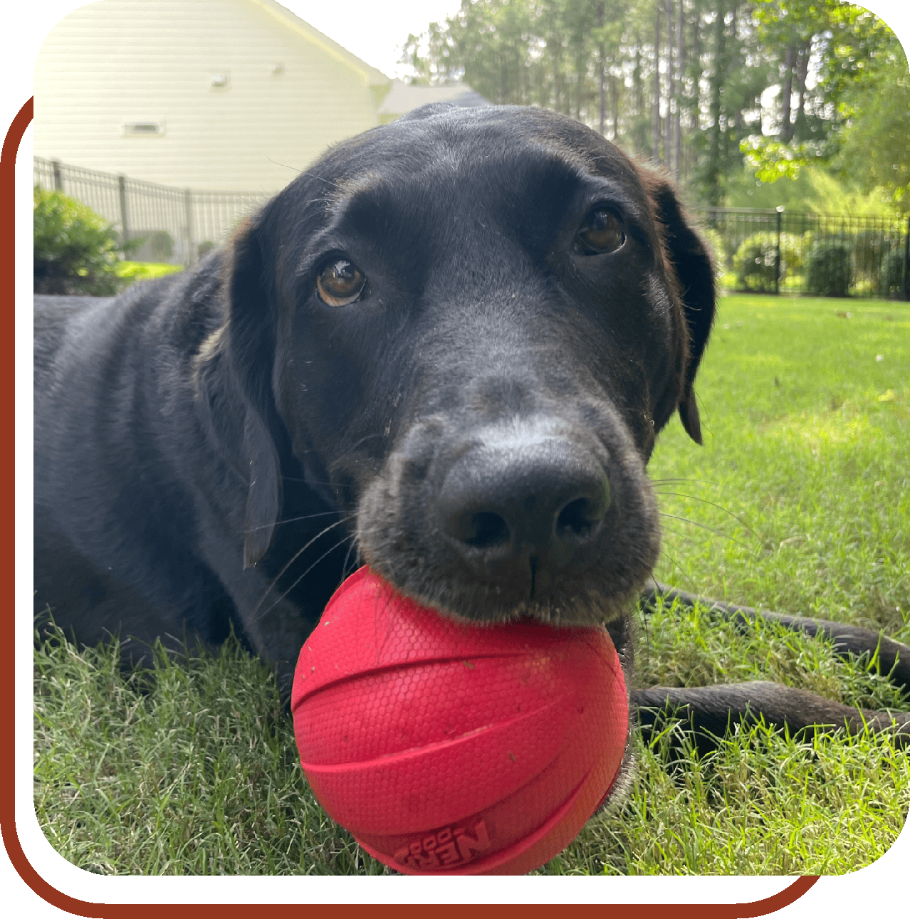 big black dog with a red ball