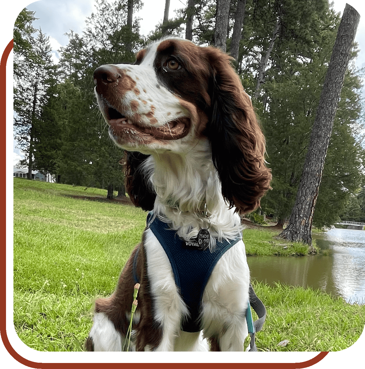 english springer spaniel smiling