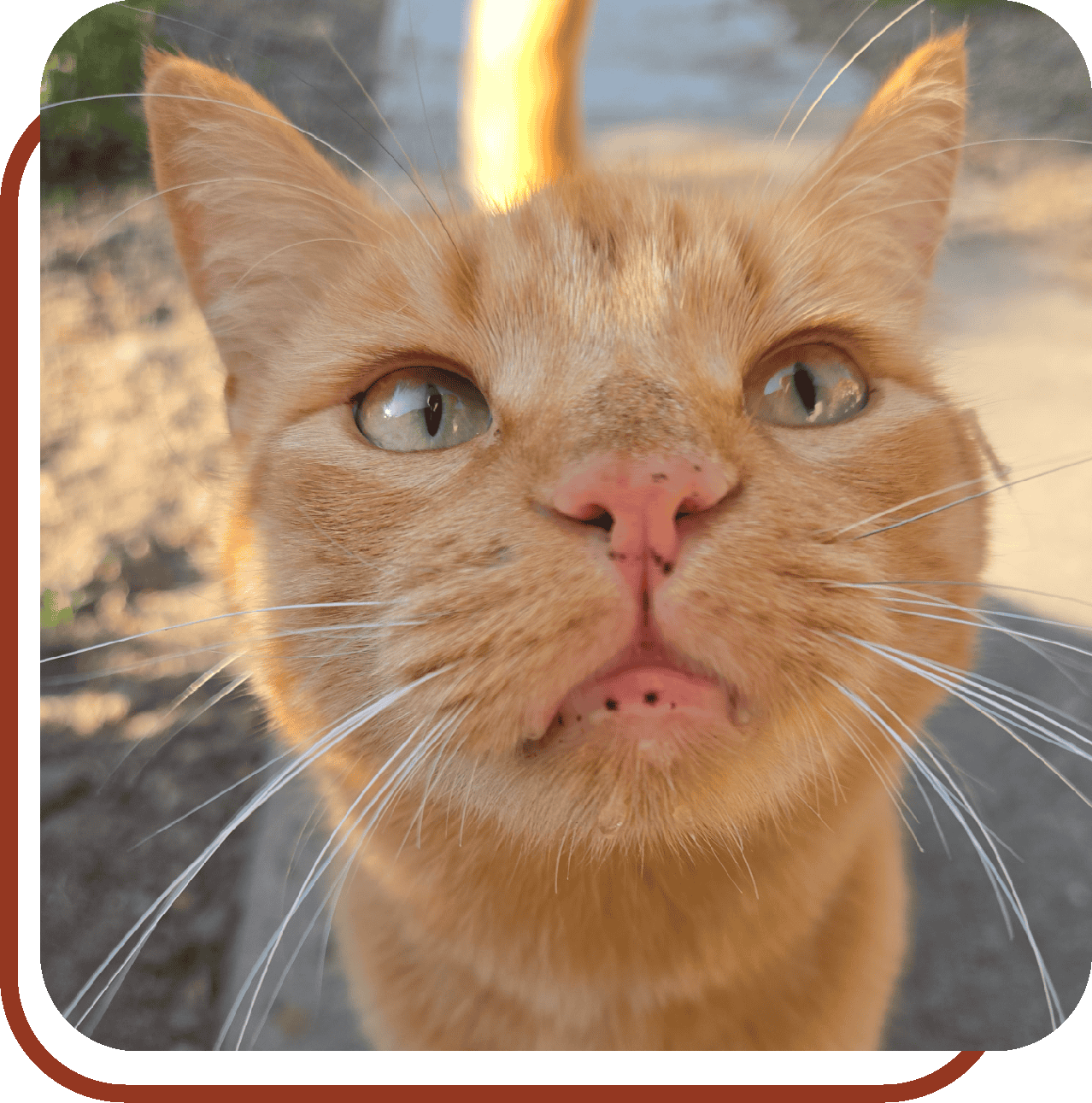 close up of an orange tabby cat