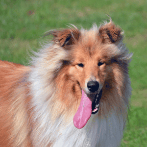 dog panting in Durham, NC park due to heat