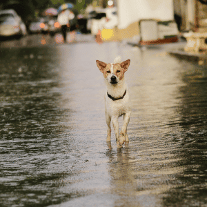 flooding in Durham, NC lost dog on street
