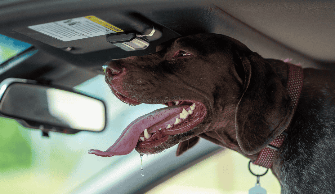 Hot in Durham: Heat Stroke in Dogs