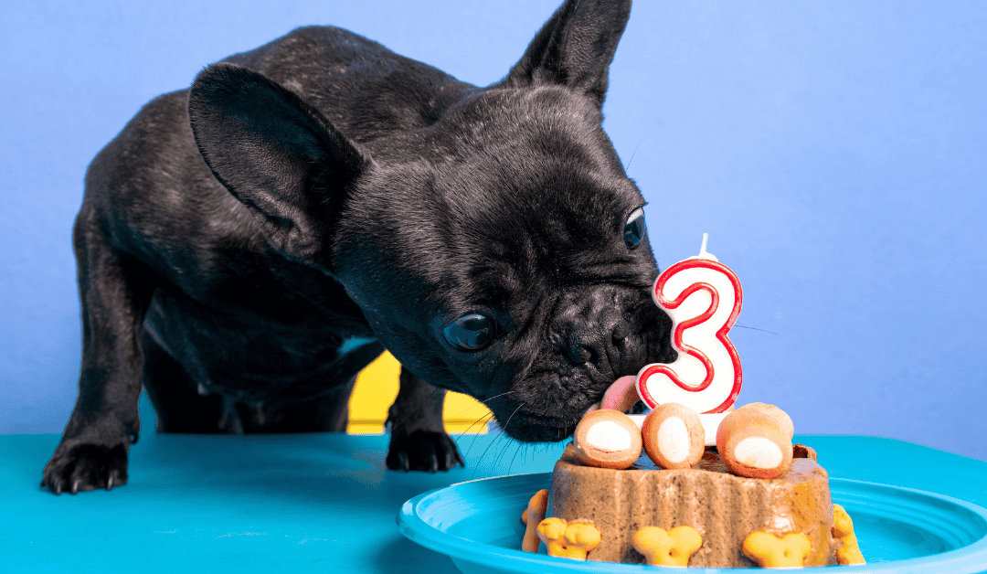 Top Ways to Celebrate DOGust in Durham