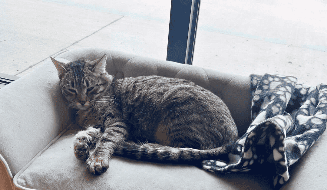 4 Cat Cafés Near Durham: Coffee with a Side of Animal Welfare