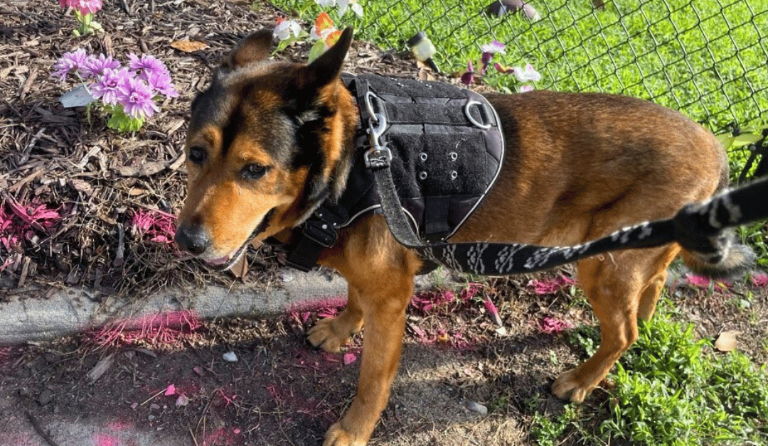 Dog Walker Appreciation Day: Our Durham Dog Walking Team