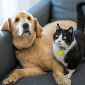 senior dog and cat in Durham, NC home