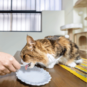 cat medication Durham, NC Bull City Pet Care
