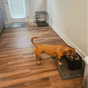 dog eating in a Durham, NC home