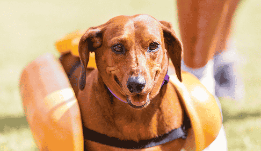 Barktoberfest: Safety Tips for Durham’s Favorite Pet-Friendly Event