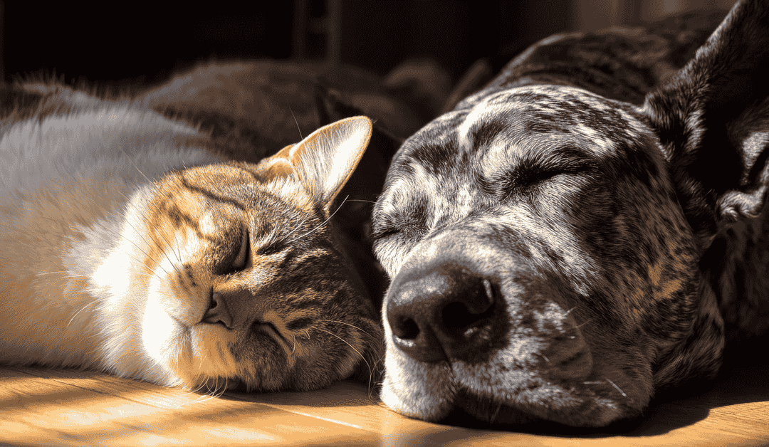 Senior Pet Month: What’s To Love About Senior Pets?