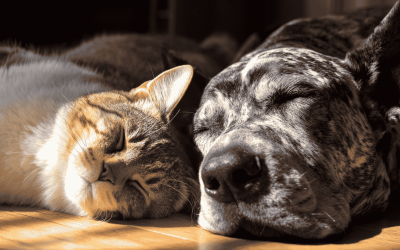 Senior Pet Month: What’s To Love About Senior Pets?