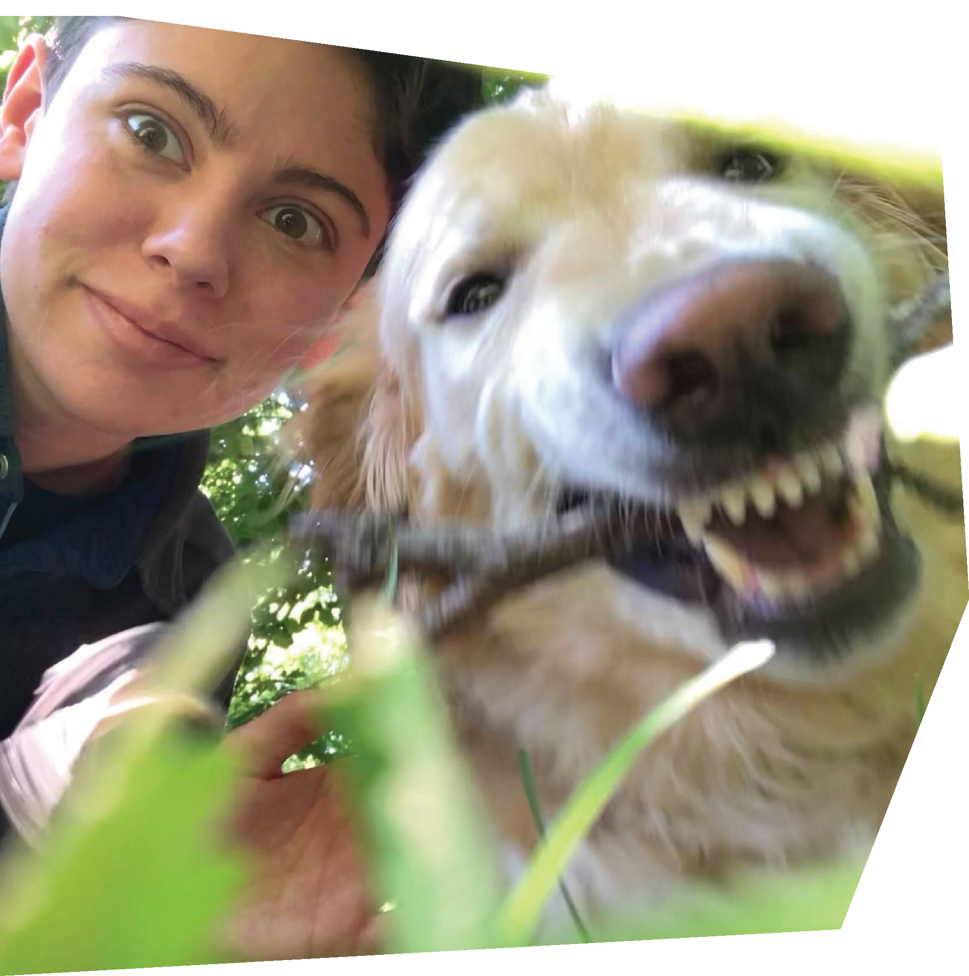 golden retriever biting a stick with a person behind them