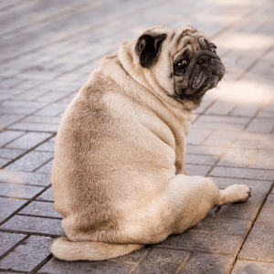 How Durham Pet Parents Can Lower Your Pets' Diabetes Risk - dog sitting in Durham, NC