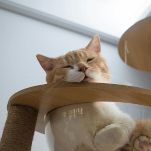 cat sleeping in a home in Durham, NC