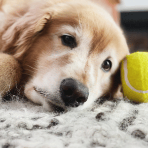 adoptable senior dog durham, NC