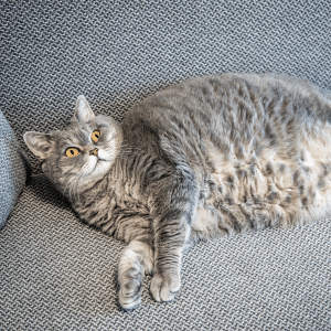 How Durham Pet Parents Can Lower Your Pets' Diabetes Risk - cat laying on couch in Durham, NC