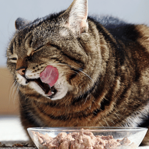 cat eating from clear food bowl in Durham, NC