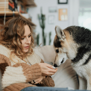 dog on couch in Durham, NC with dog walker from Bull City Pet Care