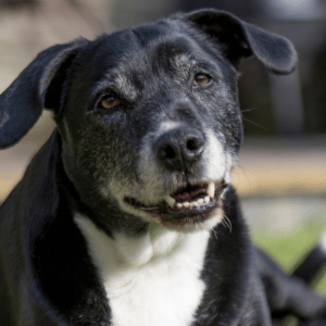 Celebrating Adopt a Senior Pet Month in Durham - adoptable dog