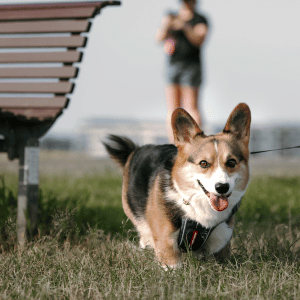 dog on walk in Durham, NC dog walker Bull City Pet Care