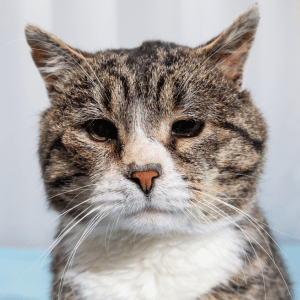 adoptable senior cat durham, NC