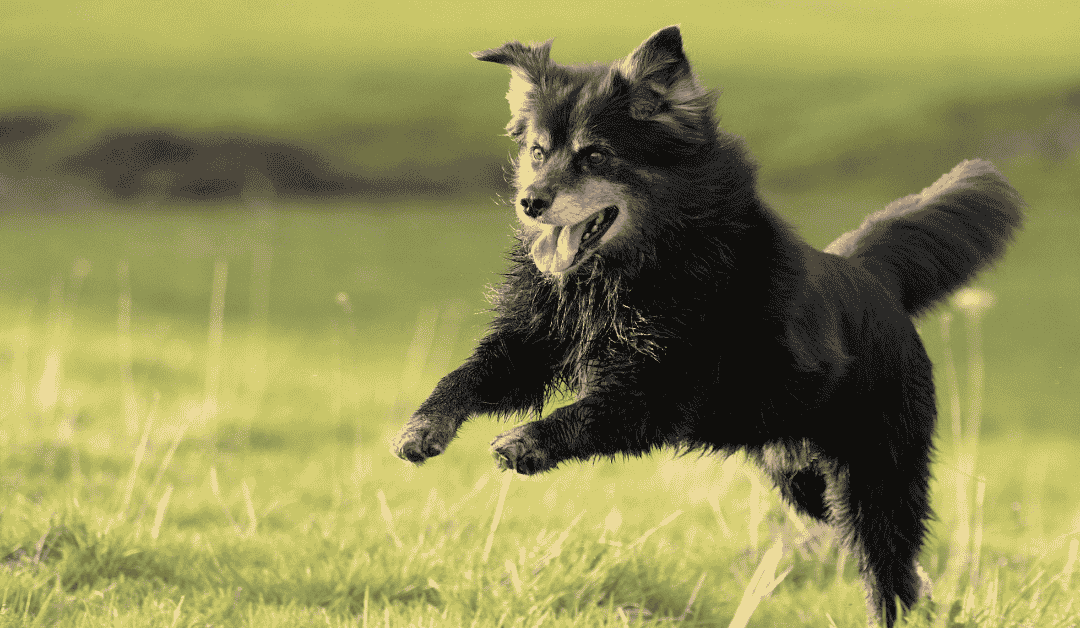 Celebrating Adopt a Senior Pet Month in Durham