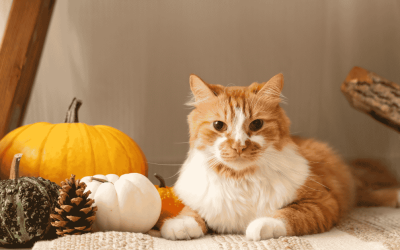 Top 5 Traits That Make Cats Excellent Pets