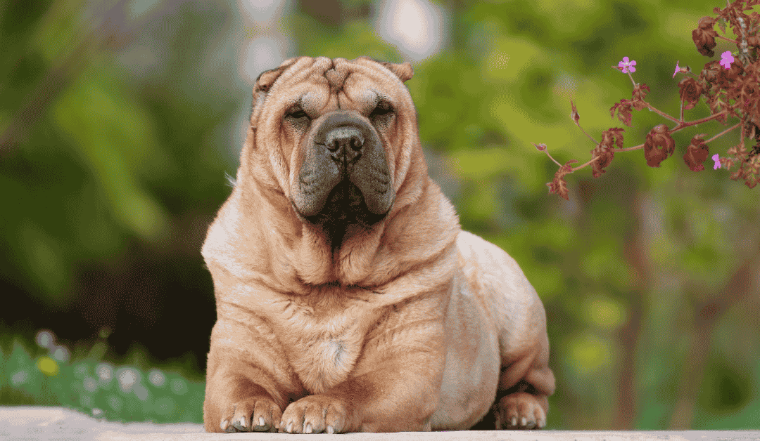 How Durham Pet Parents Can Lower Your Pets’ Diabetes Risk