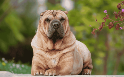 How Durham Pet Parents Can Lower Your Pets’ Diabetes Risk