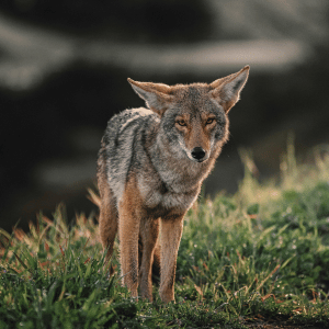 coyote in Durham, NC