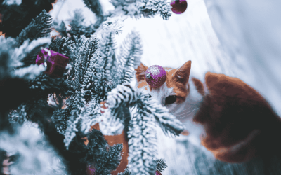 Top 3 Tips for a Stress-Free Holiday Season in Durham