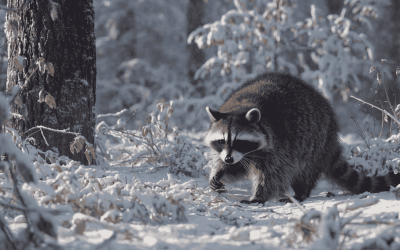 Keep Durham Dogs and Walkers Safe During Mating Seasons